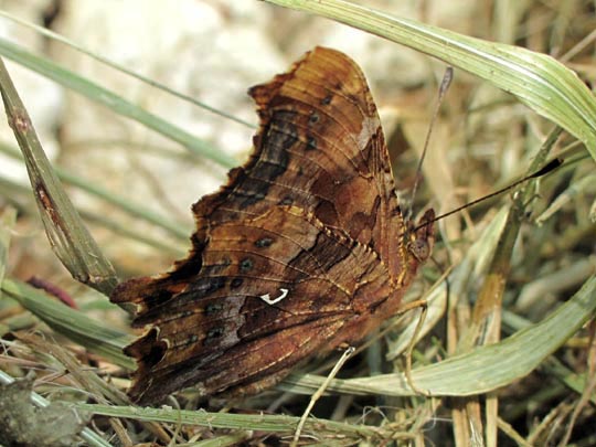 C-Falter, Polygonia c-album