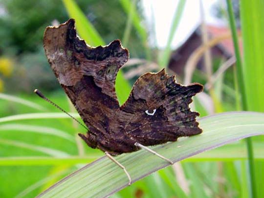 C-Falter, Polygonia c-album