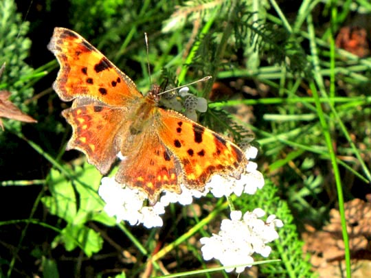 C-Falter, Polygonia c-album