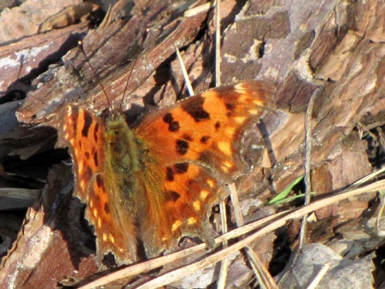 C-Falter, Polygonia c-album
