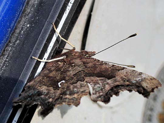 C-Falter, Polygonia c-album