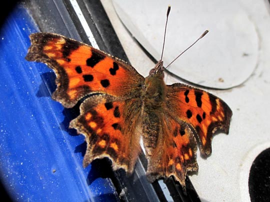 C-Falter, Polygonia c-album