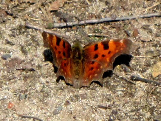 C-Falter, Polygonia c-album