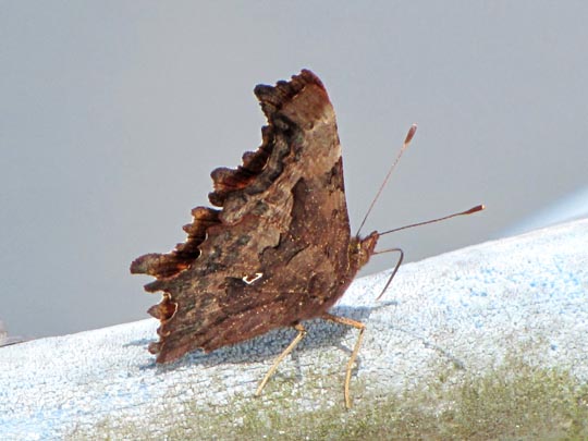 C-Falter, Polygonia c-album