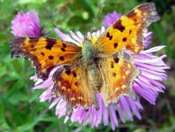 C-Falter, Polygonia c-album