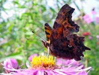 C-Falter, Polygonia c-album