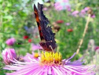 C-Falter, Polygonia c-album