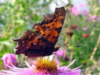 C-Falter, Polygonia c-album