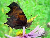 C-Falter, Polygonia c-album