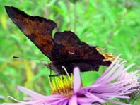C-Falter, Polygonia c-album