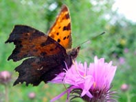 C-Falter, Polygonia c-album