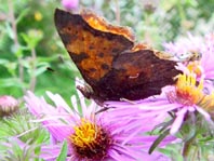 C-Falter, Polygonia c-album