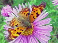 C-Falter, Polygonia c-album