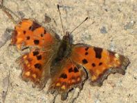 C-Falter, Polygonia c-album