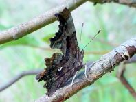 C-Falter, Polygonia c-album