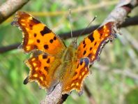 C-Falter, Polygonia c-album
