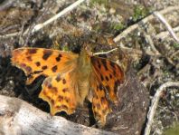 C-Falter, Polygonia c-album