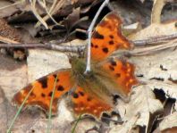 C-Falter, Polygonia c-album
