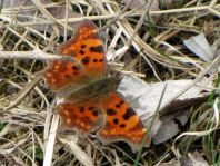 C-Falter, Polygonia c-album