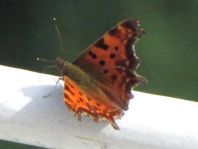 C-Falter, Polygonia c-album