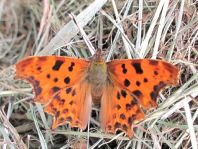 C-Falter, Polygonia c-album