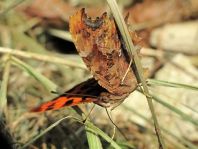 C-Falter, Polygonia c-album