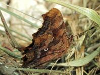 C-Falter, Polygonia c-album
