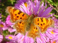 C-Falter, Polygonia c-album