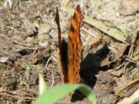 C-Falter, Polygonia c-album