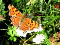 C-Falter, Polygonia c-album