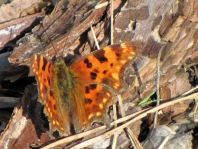 C-Falter, Polygonia c-album