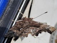 C-Falter, Polygonia c-album