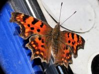 C-Falter, Polygonia c-album