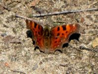 C-Falter, Polygonia c-album