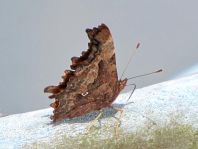 C-Falter, Polygonia c-album