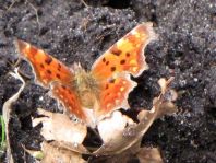 C-Falter, Polygonia c-album