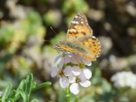 Distelfalter, Vanessa cardui