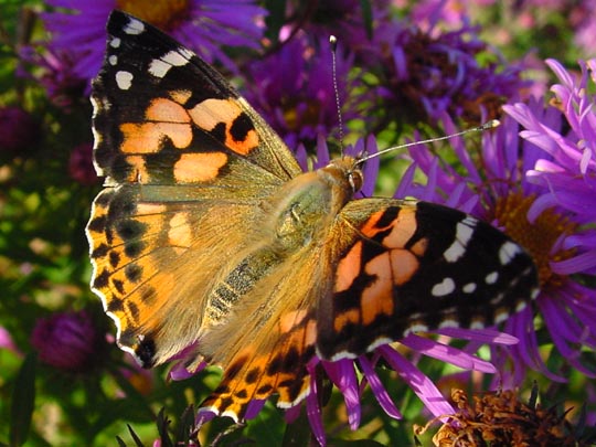 Distelfalter, Vanessa cardui