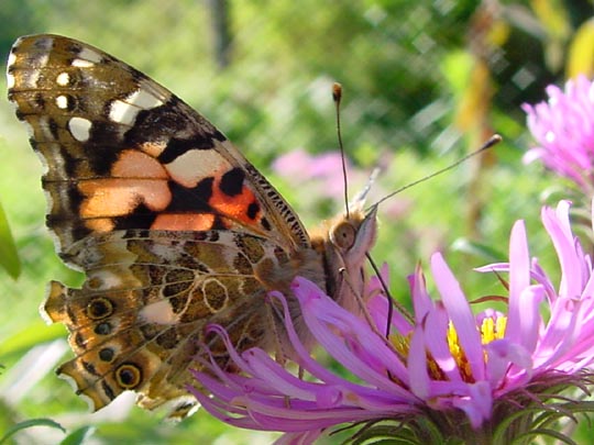 Distelfalter, Vanessa cardui