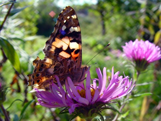 Distelfalter, Vanessa cardui