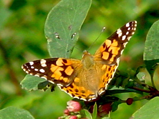 Distelfalter, Vanessa cardui