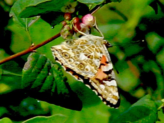 Distelfalter, Vanessa cardui
