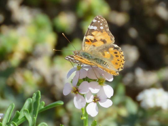 Distelfalter, Vanessa cardui