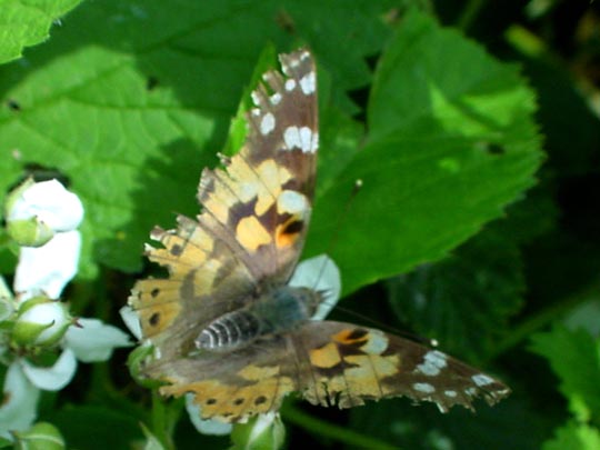 Distelfalter, Vanessa cardui