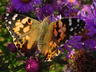 Distelfalter, Vanessa cardui