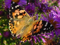Distelfalter, Vanessa cardui