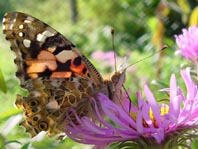 Distelfalter, Vanessa cardui