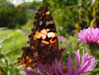 Distelfalter, Vanessa cardui