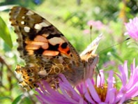 Distelfalter, Vanessa cardui