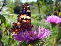 Distelfalter, Vanessa cardui